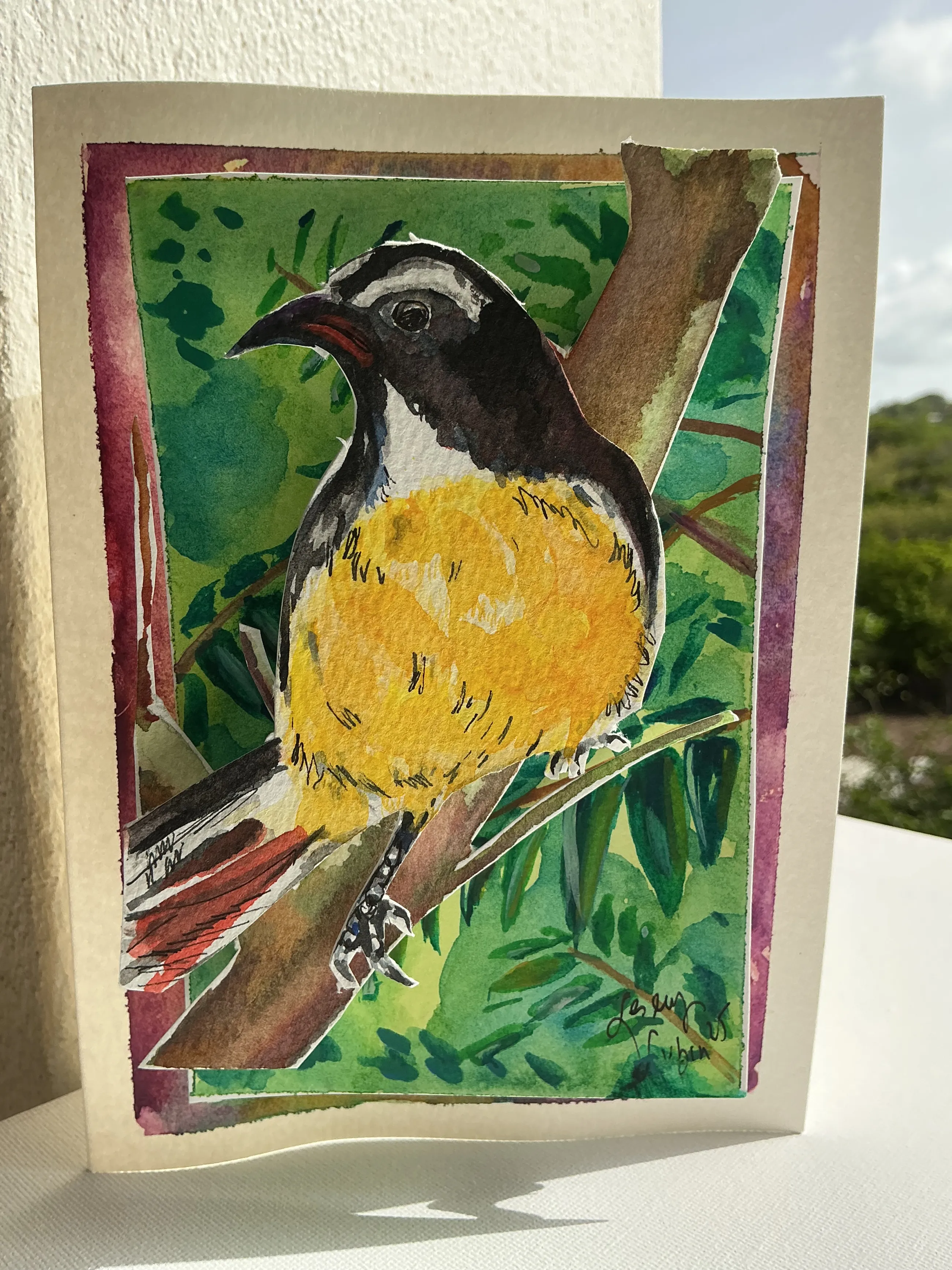 Bananaquit — photo 2